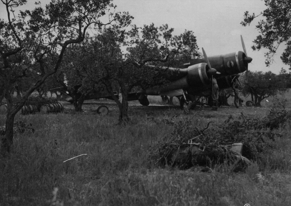 Un bombardiere trimotore Savoia-Marchetti SM.79 Sparviero disperso e mimetizzato tra gli ulivi in Sicilia